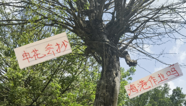 优配配件助手 明年申花会抄海港古斯塔沃的作业吗？ 冷处理法国外援阿马杜