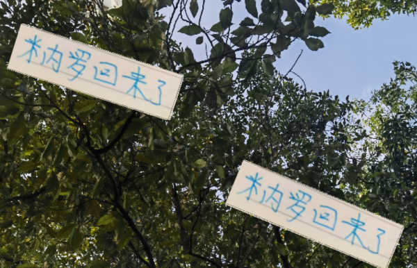宝牛配 好消息！米内罗回申花 坏消息剩余7轮打不 如有马莱莱出勤率多好